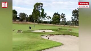 kangaroo attack