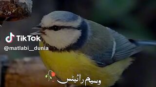 Hazrat Ali quotes in Urdu