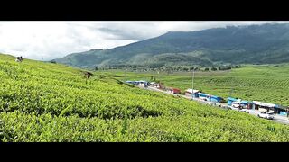 Kebun teh solok