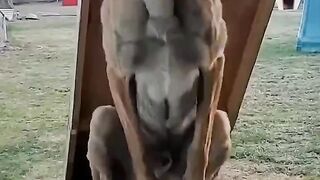 You've definitely never seen dogs like this
