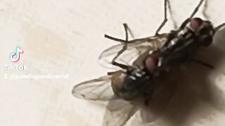 En reproducción de mosquitas ????????????????????