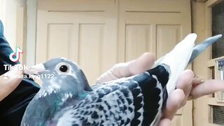 Pegions viral video • today best video #viral