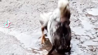 Una gran y fatal pelea de patitos