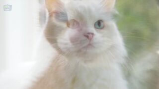 Som de Gato e Gatinhos Miando