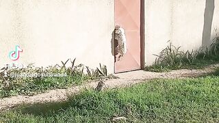 Se quedó afuera cachuchin ????