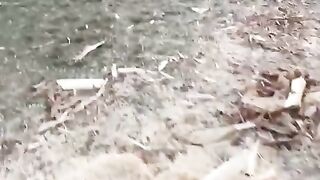Деревенский забор