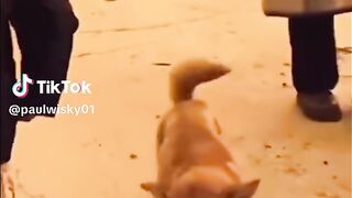 Dog dancing