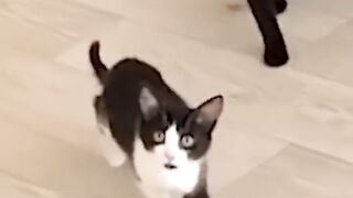 Cat Subscribe Our Channel