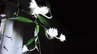 Blooming Flowers ???? ????????