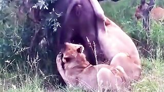 Lion#animlwrld
