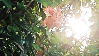 Flower in the morning