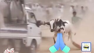 ROAD CAR SHOOT COW