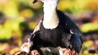 Beautiful bird and baby's