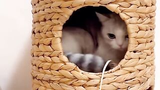 Cute cat