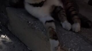 Cats Lover