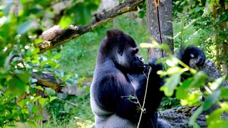 Forest New Beautiful Animal  2023.