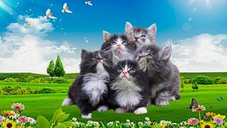 Cat sound to attract cats