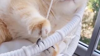 Cute cat funny dance