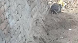 Cat funny  , Cat  funny , cute cat  , pretty cats , fighting cat , Cat funny videos