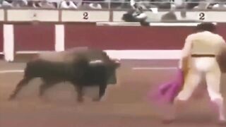 Funny  dogs and cats and other animals ????????