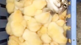 Cute Funny Animal Videos| Viral Funny Cate Videos