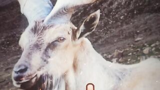 Our National Animal Markhor????????????????????????????????????