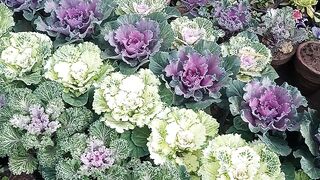 Cabbage design