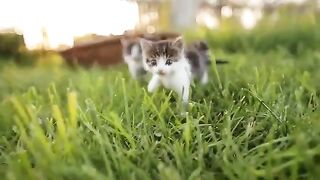 Cute Kittens Doing Funny Things