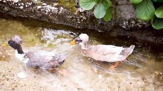 beautiful doucks are swimming water . beautiful dance is running .beautiful scene .beautiful scene of animal .cute animal