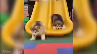 Baby Dogs Cute and Funny Dog Videos compilation For You!