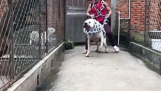 Dogo_Argentino_-_Muscular_strength_and_terrify.