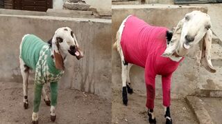Funny Goats