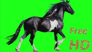 green screen horse running