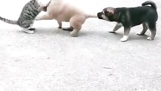Funny Cat and Dog Videos Compilation