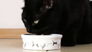 Black cat ????