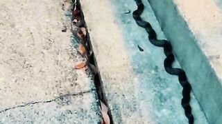 cat and snake fight