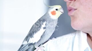 Cocktail parrot