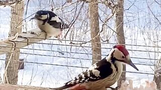 Woodpeckers