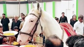 #zuljanah #shortvideo #zuljanahimamhusain#ghoda #vairal 10 Moharram Sirsi #karbala #horse #molaali