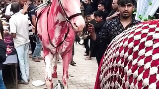 #zuljanah #zuljana #zuljanahvideo #vairal #imamhussain #newshorts2024 #ghoda #karbalastatus