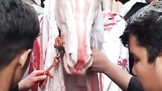 zuljanah#shorts #azadar #moharram #zuljanah #viral #shorts