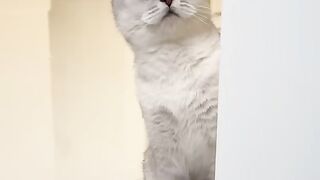 Cat Subscribe Our Channel