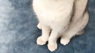 Cat Subscribe Our Channel