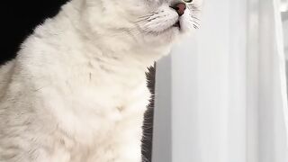 Cat Subscribe Our Channel