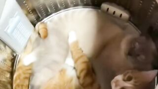 Funny cats