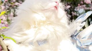 Beautiful Cat ????