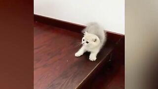 New funny videos 2024 cutest cats and Dogs part