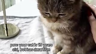 This tiny kitty has a sad but cute condition
