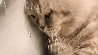 YOUR Cat MIGHT Be Depressed...