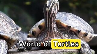 Animal Facts